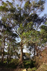 Eucalyptus globulus pseudoglobulus
