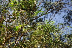 Eucalyptus globulus pseudoglobulus