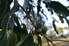 Eucalyptus globulus pseudoglobulus