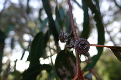 Eucalyptus globulus pseudoglobulus