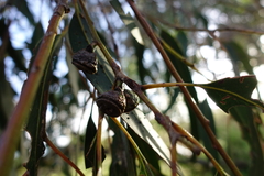 Eucalyptus globulus pseudoglobulus