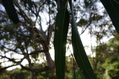 Eucalyptus globulus pseudoglobulus