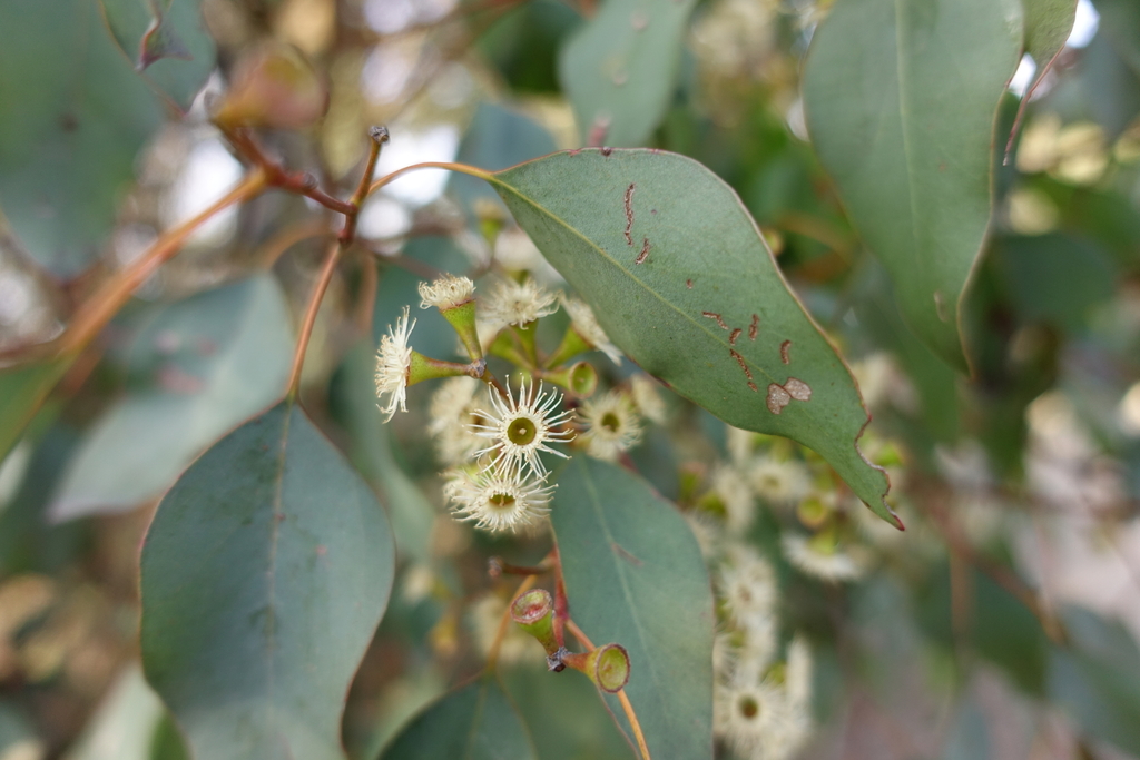 Eucalyptus Polyanthemos Subsp Vestita