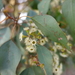 Eucalyptus polyanthemos vestita - Photo (c) Wayne Martin, μερικά δικαιώματα διατηρούνται (CC BY-NC)