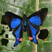 Periander Metalmark - Photo (c) Roger Rittmaster, some rights reserved (CC BY-NC), uploaded by Roger Rittmaster