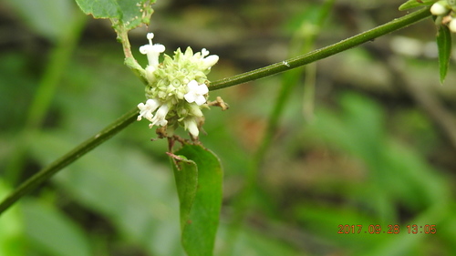 Hedyotis uncinella iNat (1)