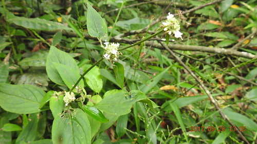 Image of Hedyotis uncinella by (c) fagushayata, some rights reserved (CC BY-SA)