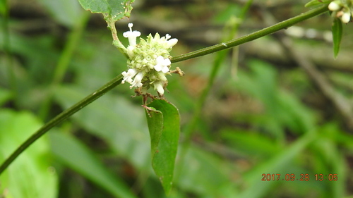 Image of Hedyotis uncinella by (c) fagushayata, some rights reserved (CC BY-SA)