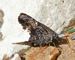 Cogia crameri