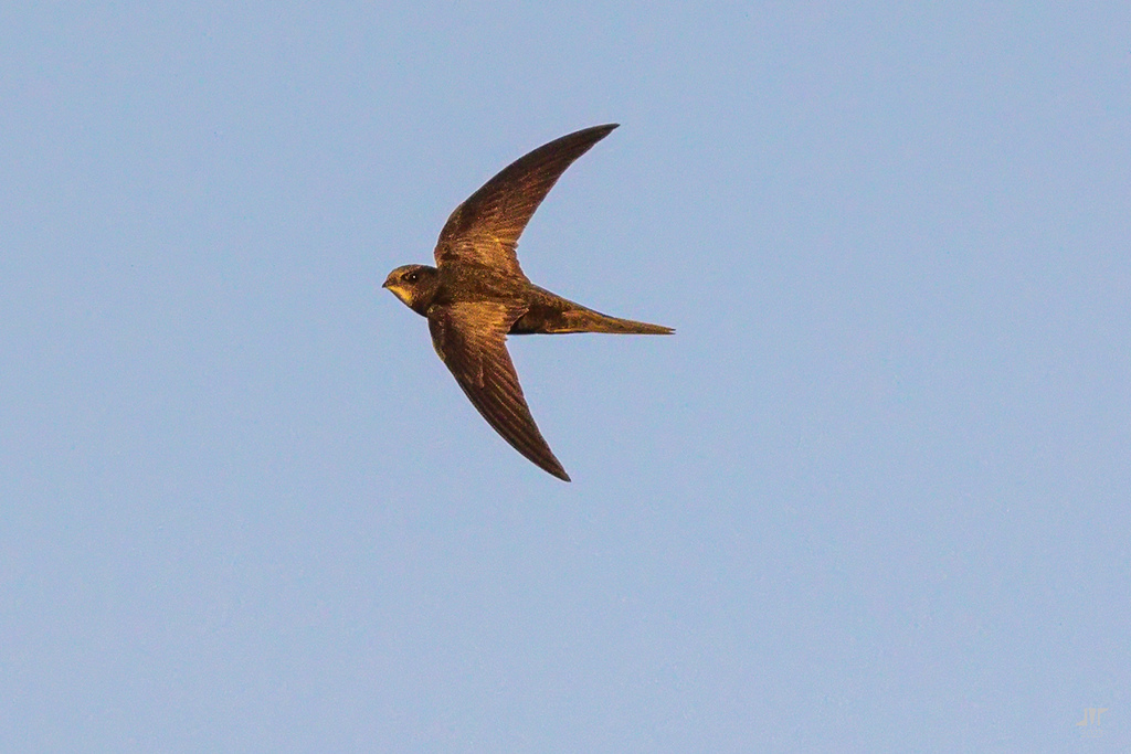 Common Swift