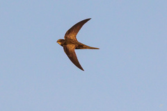 Common Swift photo 1