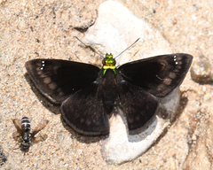 Gorgopas chlorocephala