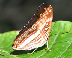 Adelpha jordani
