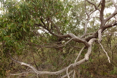 Eucalyptus globoidea