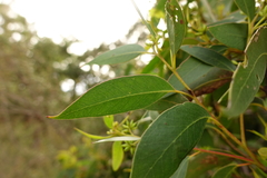 Eucalyptus globoidea