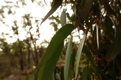 Eucalyptus bosistoana