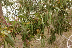 Eucalyptus bosistoana