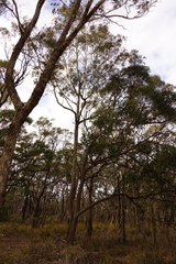 Eucalyptus bosistoana