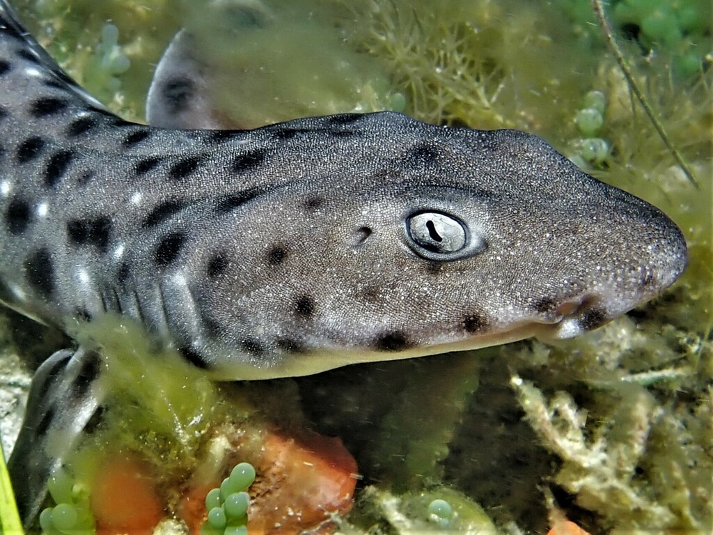 Blackspotted catshark (Aulohalaelurus labiosus) — Scyliorhinidae