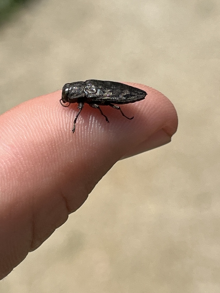 Chrysobothris femorata in April 2023 by Mason Sieg · iNaturalist