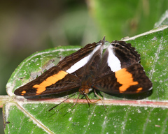 Adelpha jordani