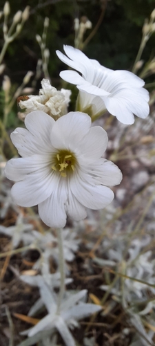 Boreal chickweed (Cerastium biebersteinii)