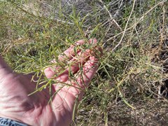 Ambrosia ambrosioides