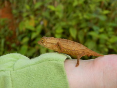 Rieppeleon brevicaudatus