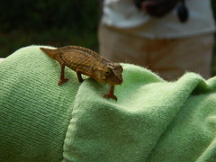 Rieppeleon brevicaudatus