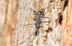 Camponotus suffusus