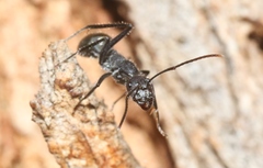 Camponotus suffusus