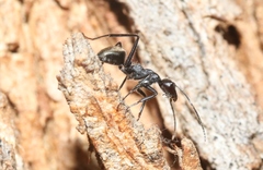 Camponotus suffusus