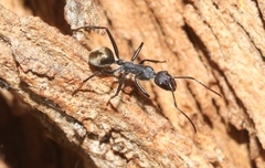 Camponotus suffusus