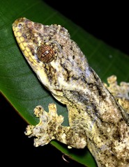 Thecadactylus solimoensis