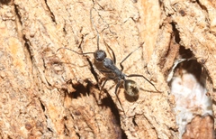 Camponotus suffusus