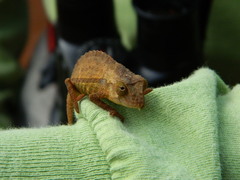 Rieppeleon brevicaudatus