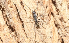 Camponotus suffusus