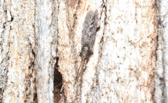 Ecnomidae