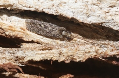 Ecnomidae