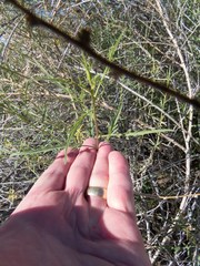 Ambrosia ambrosioides