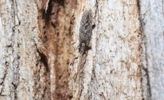 Ecnomidae