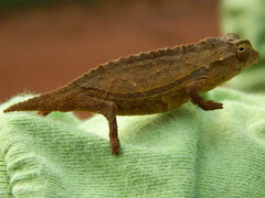 Rieppeleon brevicaudatus