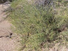 Ambrosia ambrosioides