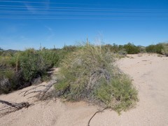 Ambrosia ambrosioides