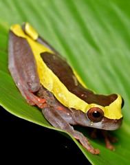 Dendropsophus triangulum