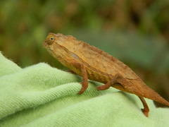Rieppeleon brevicaudatus