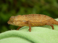 Rieppeleon brevicaudatus