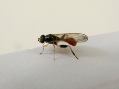 Sphegina