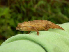 Rieppeleon brevicaudatus