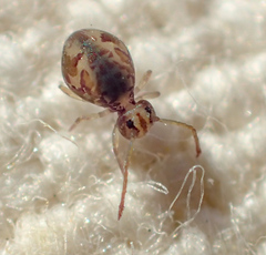 Ptenothrix maculosa